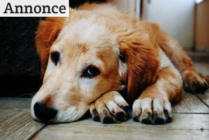 hundesele